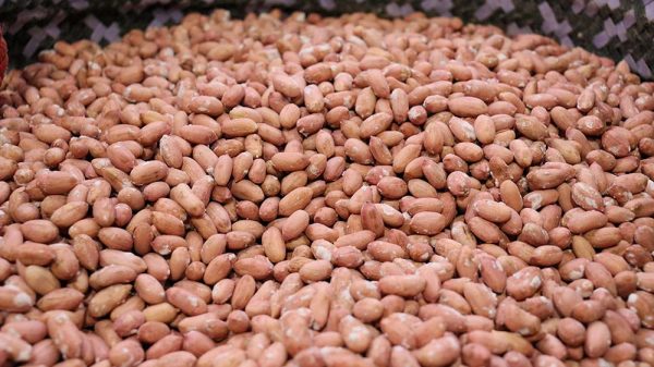 بادام زمینی سرکه نمکی قیمت عمده